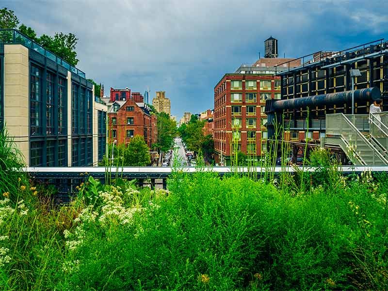 Green path next to buildings covered in plants